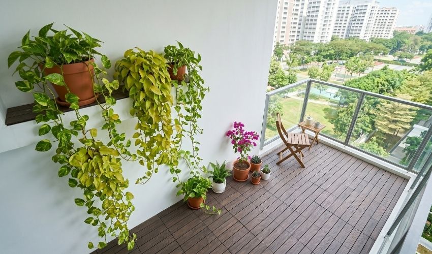 Lush balcony garden with tropical plants including pothos, ferns and bougainvillea in Singapore home